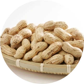 厳選された「千葉半立種」を使用